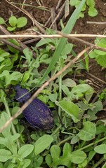 Carabus scabrosus tauricus