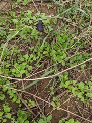 Carabus scabrosus tauricus