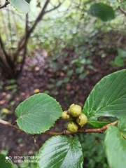 Corylopsis sinensis