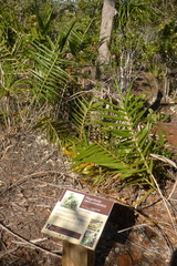 Flagellaria neocaledonica