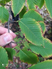 Acer carpinifolium