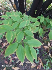 Acer carpinifolium