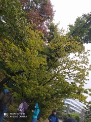 Acer carpinifolium