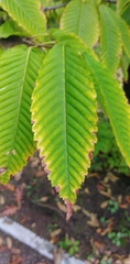 Acer carpinifolium