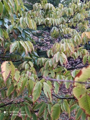 Acer carpinifolium