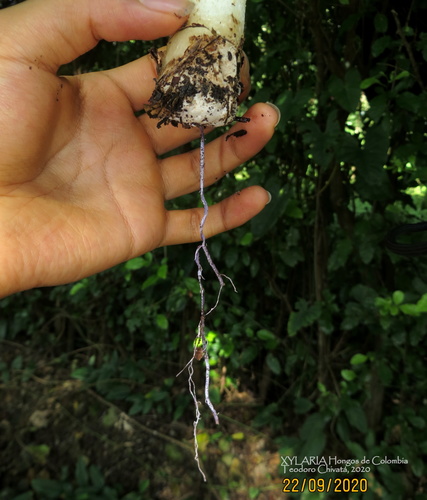 bridal veil stinkhorn
