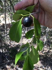 Elaeodendron melanocarpum