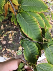 Acer carpinifolium