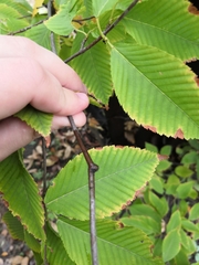 Acer carpinifolium