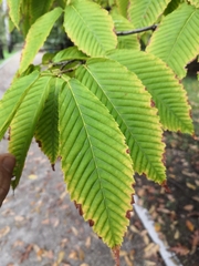 Acer carpinifolium