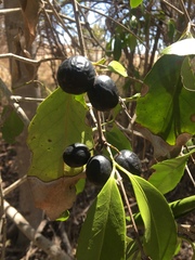 Elaeodendron melanocarpum