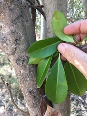 Elaeodendron melanocarpum