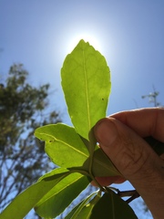Elaeodendron melanocarpum