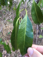 Elaeodendron melanocarpum
