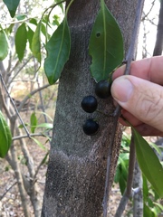 Elaeodendron melanocarpum