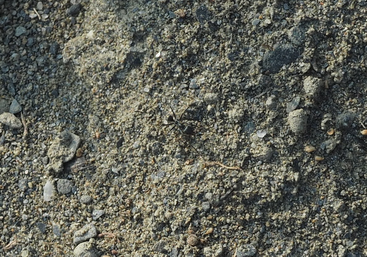 Iridomyrmex anceps