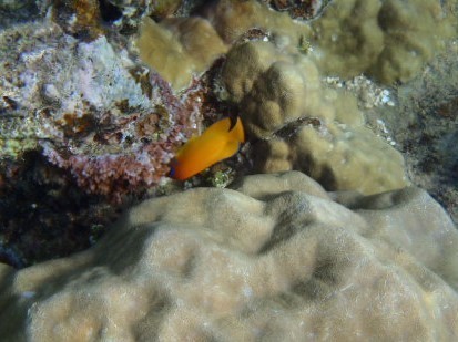 Centropyge flavissima