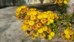 Verticordia chrysantha