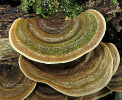 Trametes polyzona