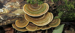 Trametes polyzona