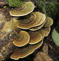 Trametes polyzona