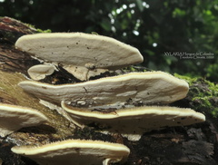 Trametes polyzona