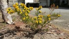 Verticordia chrysantha