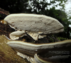 Trametes polyzona