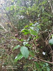 Philadelphus × virginalis