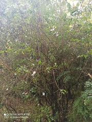 Philadelphus × virginalis