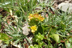 Sedum alpestre