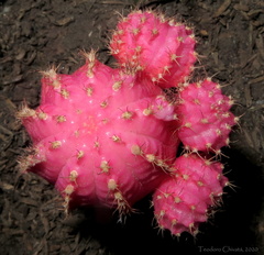 Gymnocalycium