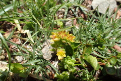 Sedum alpestre