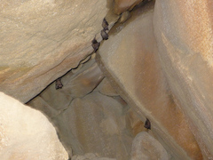 Rousettus aegyptiacus