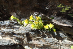 Sedum alpestre