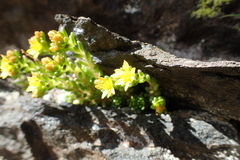 Sedum alpestre