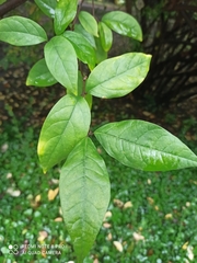 Calycanthus fertilis