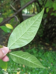 Calycanthus fertilis
