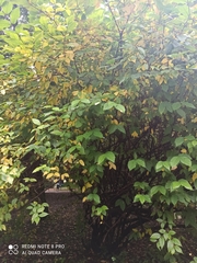 Calycanthus fertilis