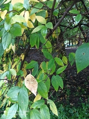 Calycanthus fertilis