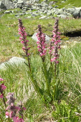 Pedicularis rostratospicata