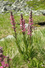 Pedicularis rostratospicata