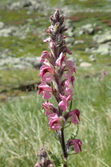 Pedicularis rostratospicata