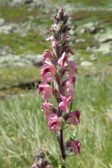 Pedicularis rostratospicata