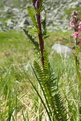 Pedicularis rostratospicata