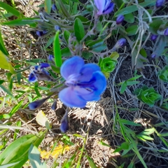 Rotheca hirsuta