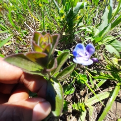 Rotheca hirsuta