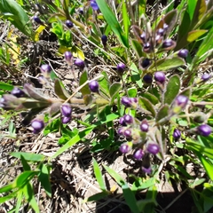 Rotheca hirsuta