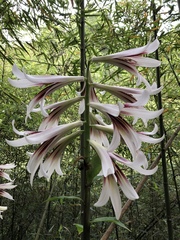 Cardiocrinum giganteum