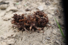 Aphyllon weberbaueri